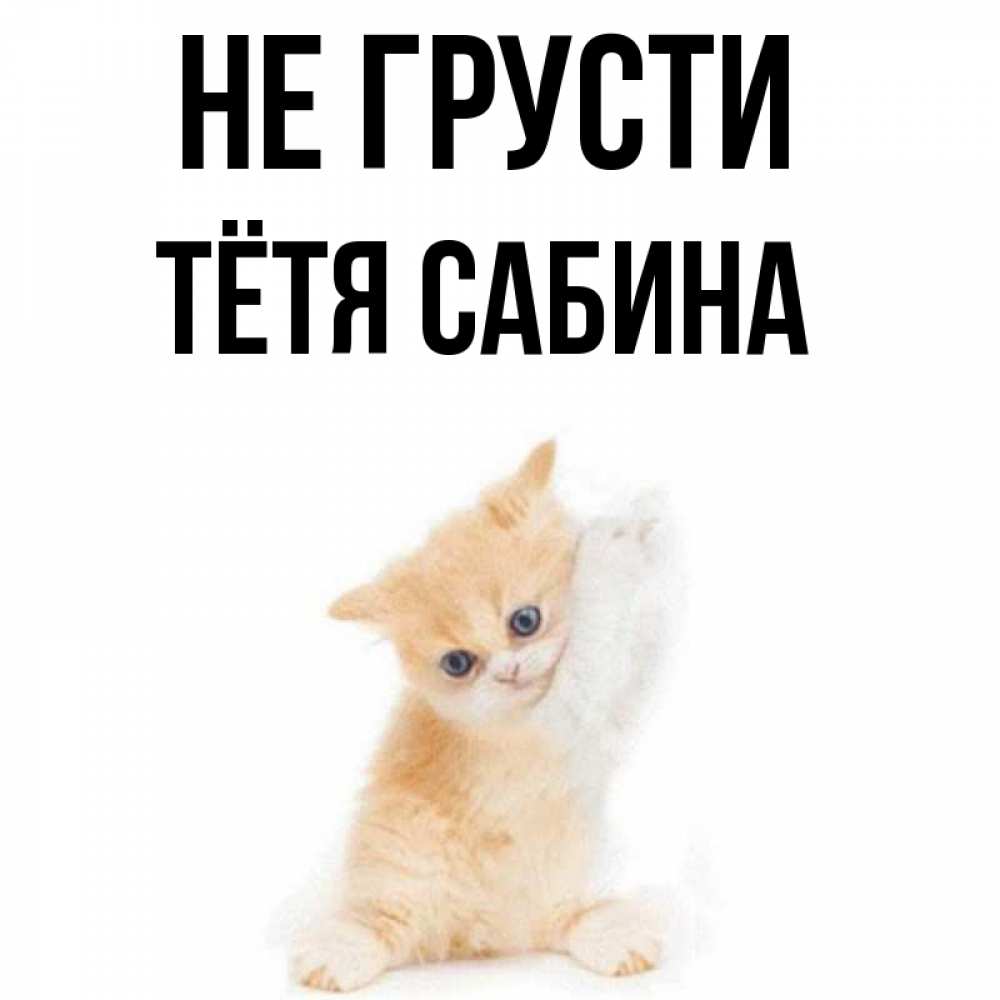 Открытка на каждый день с именем, Тётя-Сабина Не грусти просящий кот Прикольная открытка с пожеланием онлайн скачать бесплатно 