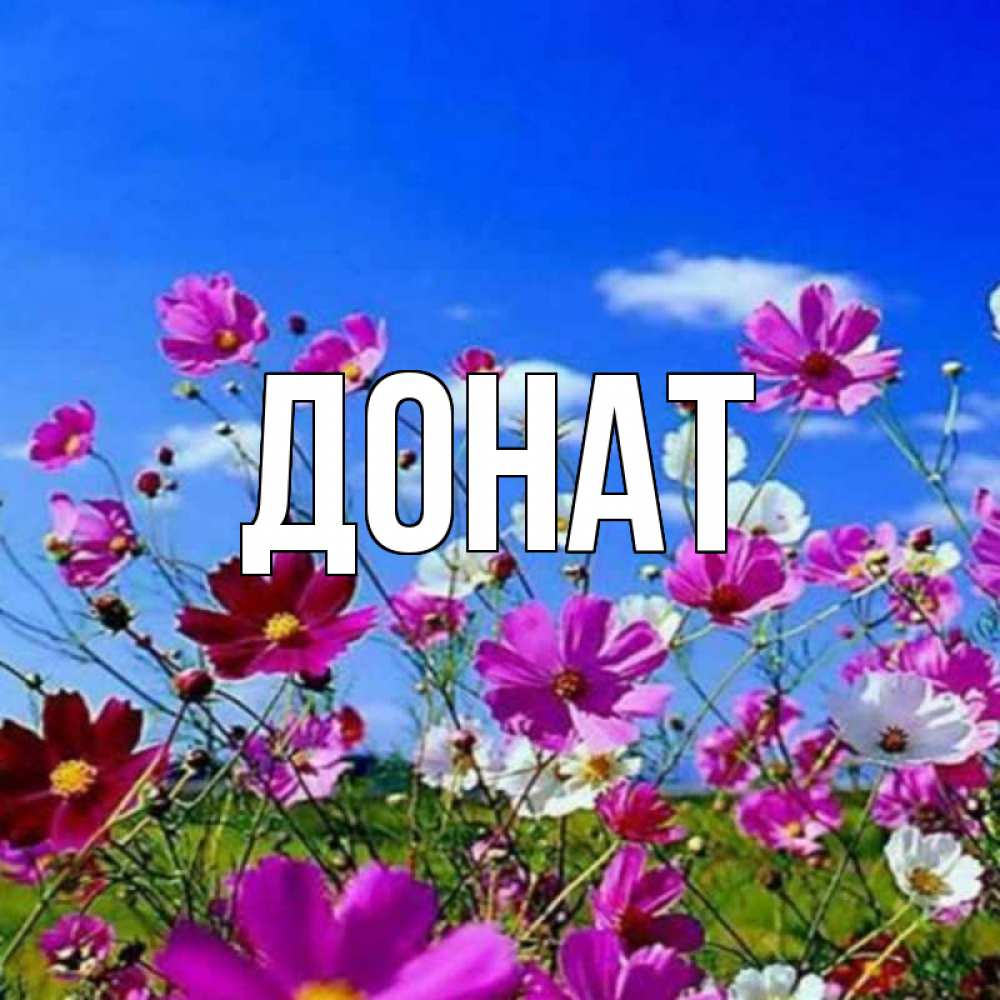 Открытка на каждый день с именем, Донат Главная цветы Прикольная открытка с пожеланием онлайн скачать бесплатно 