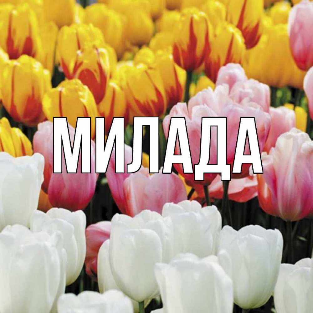 Открытка на каждый день с именем, Милада Главная разноцветные цветы Прикольная открытка с пожеланием онлайн скачать бесплатно 