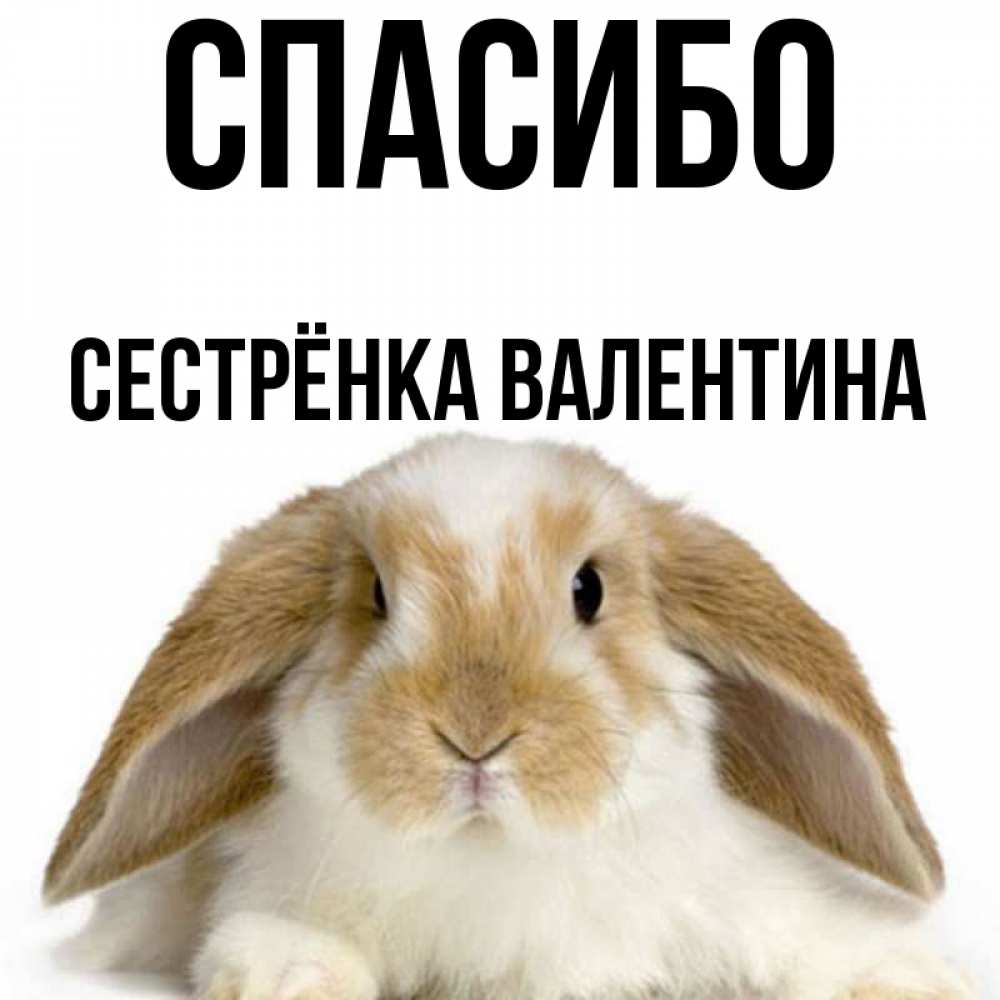 Открытка на каждый день с именем, Сестрёнка-Валентина Спасибо коричнево белый заяц Прикольная открытка с пожеланием онлайн скачать бесплатно 