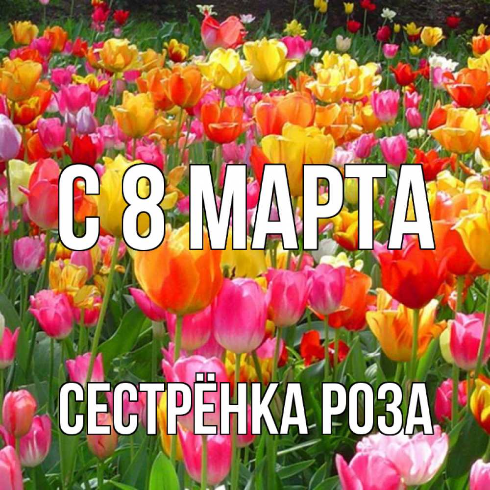 Открытка на каждый день с именем, Сестрёнка-Роза С 8 МАРТА на международный женский день Прикольная открытка с пожеланием онлайн скачать бесплатно 