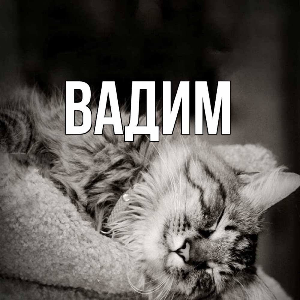 Открытка на каждый день с именем, Вадим Главная котярик пушистый Прикольная открытка с пожеланием онлайн скачать бесплатно 