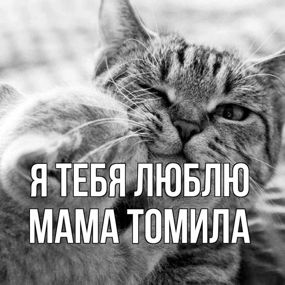Открытка на каждый день с именем, Мама-Томила Я тебя люблю коты Прикольная открытка с пожеланием онлайн скачать бесплатно 