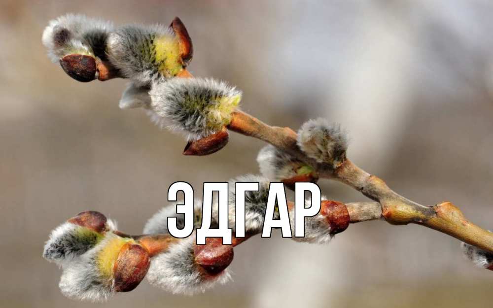 Открытка на каждый день с именем, Эдгар Главная Верба Прикольная открытка с пожеланием онлайн скачать бесплатно 