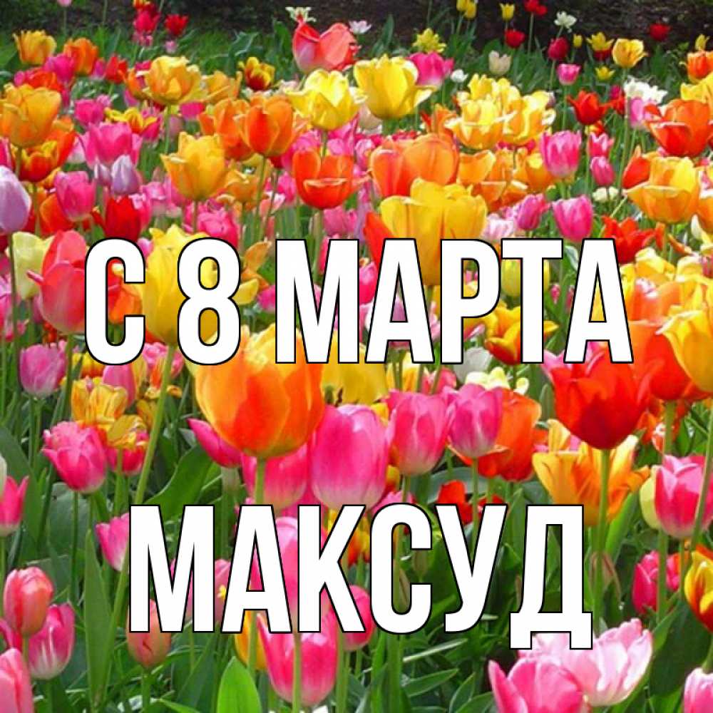 Открытка на каждый день с именем, Максуд С 8 МАРТА на международный женский день Прикольная открытка с пожеланием онлайн скачать бесплатно 