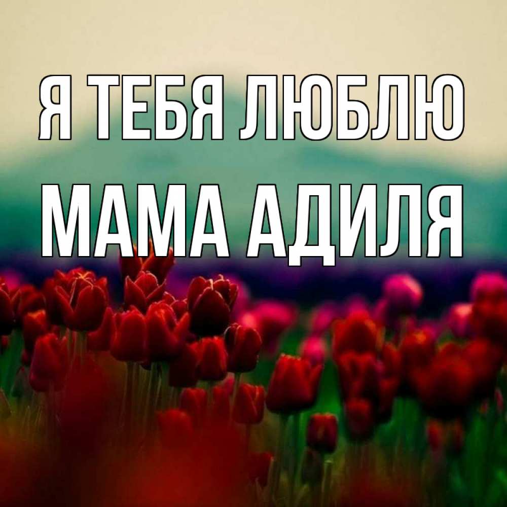 Открытка на каждый день с именем, Мама-Адиля Я тебя люблю тюльпаны 4 Прикольная открытка с пожеланием онлайн скачать бесплатно 