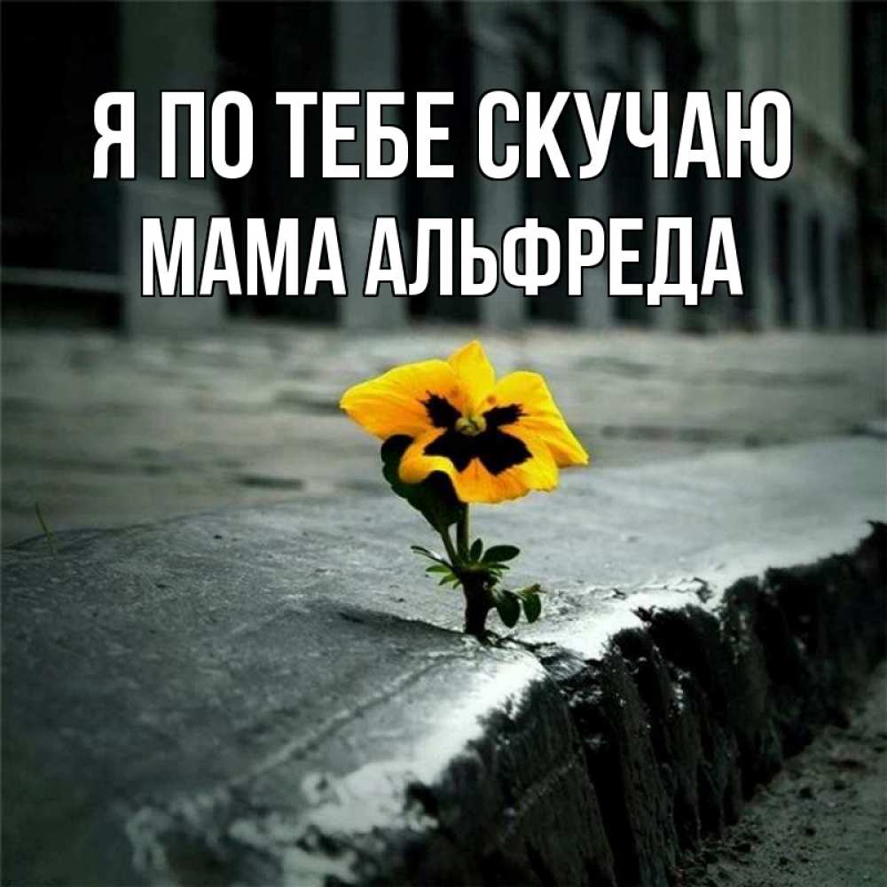 Открытка на каждый день с именем, Мама-Альфреда Я по тебе скучаю надеюсь будет лучше Прикольная открытка с пожеланием онлайн скачать бесплатно 