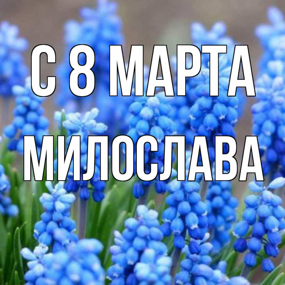 Открытка на каждый день с именем, Милослава С 8 МАРТА Поздравительная открытка для женщин с цветами на праздничную дату Прикольная открытка с пожеланием онлайн скачать бесплатно 