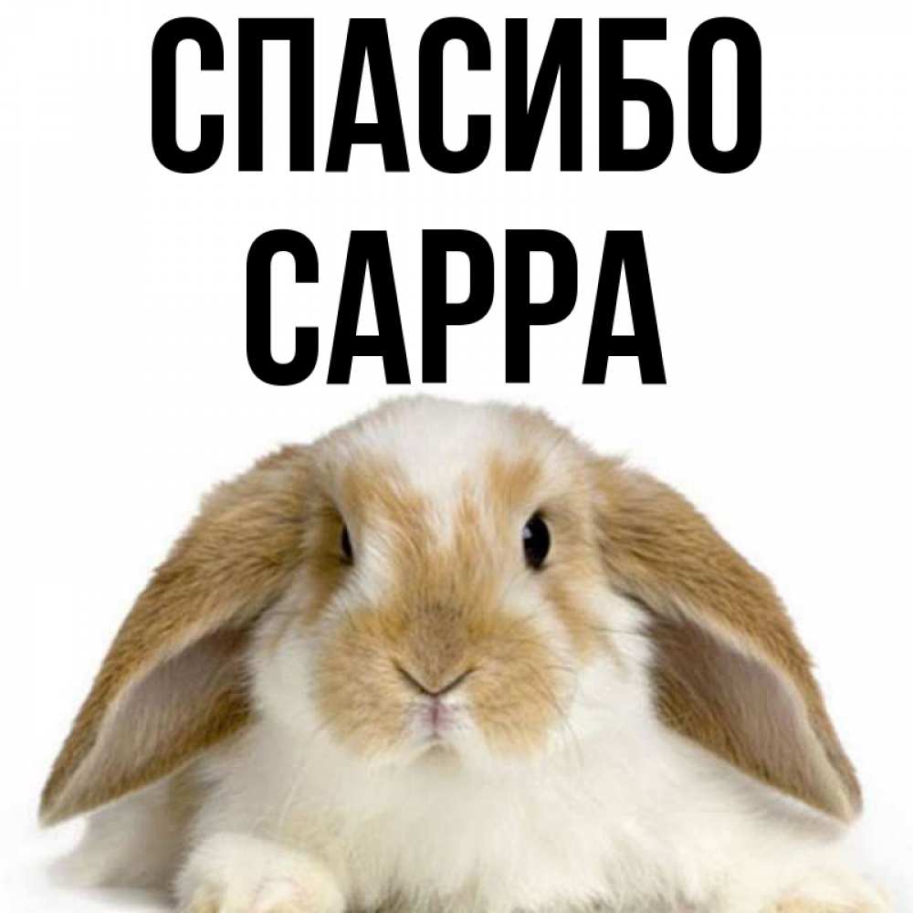Открытка на каждый день с именем, Сарра Спасибо коричнево белый заяц Прикольная открытка с пожеланием онлайн скачать бесплатно 