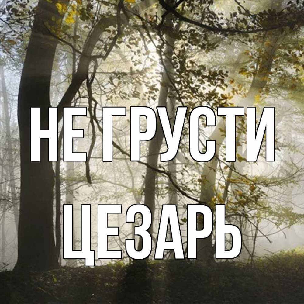 Открытка на каждый день с именем, Цезарь Не грусти лес и свет Прикольная открытка с пожеланием онлайн скачать бесплатно 