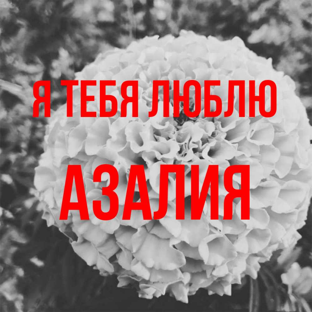 Открытка на каждый день с именем, Азалия Я тебя люблю подпись Прикольная открытка с пожеланием онлайн скачать бесплатно 