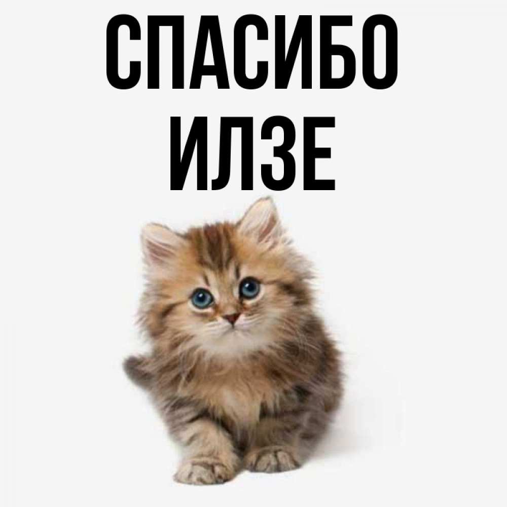 Открытка на каждый день с именем, Илзе Спасибо пушистый котик Прикольная открытка с пожеланием онлайн скачать бесплатно 