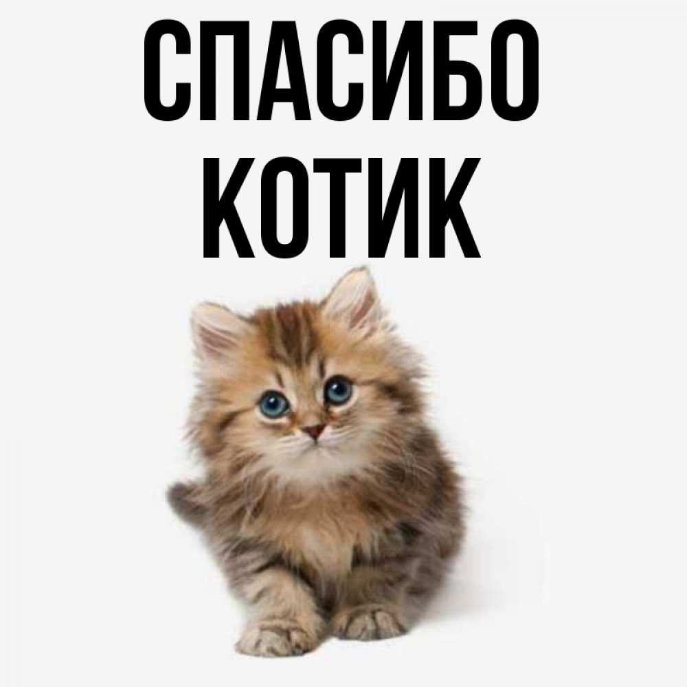 Открытка на каждый день с именем, Котик Спасибо пушистый котик Прикольная открытка с пожеланием онлайн скачать бесплатно 