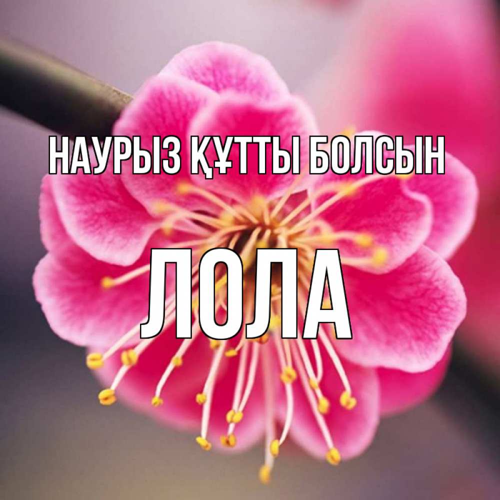 Открытка на каждый день с именем, Лола Наурыз құтты болсын цветы Прикольная открытка с пожеланием онлайн скачать бесплатно 