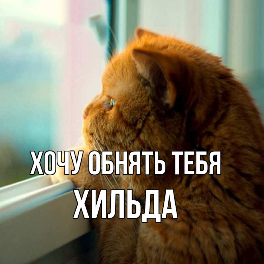 Открытка на каждый день с именем, Хильда Хочу обнять тебя большой огромный рыжий котяра Прикольная открытка с пожеланием онлайн скачать бесплатно 
