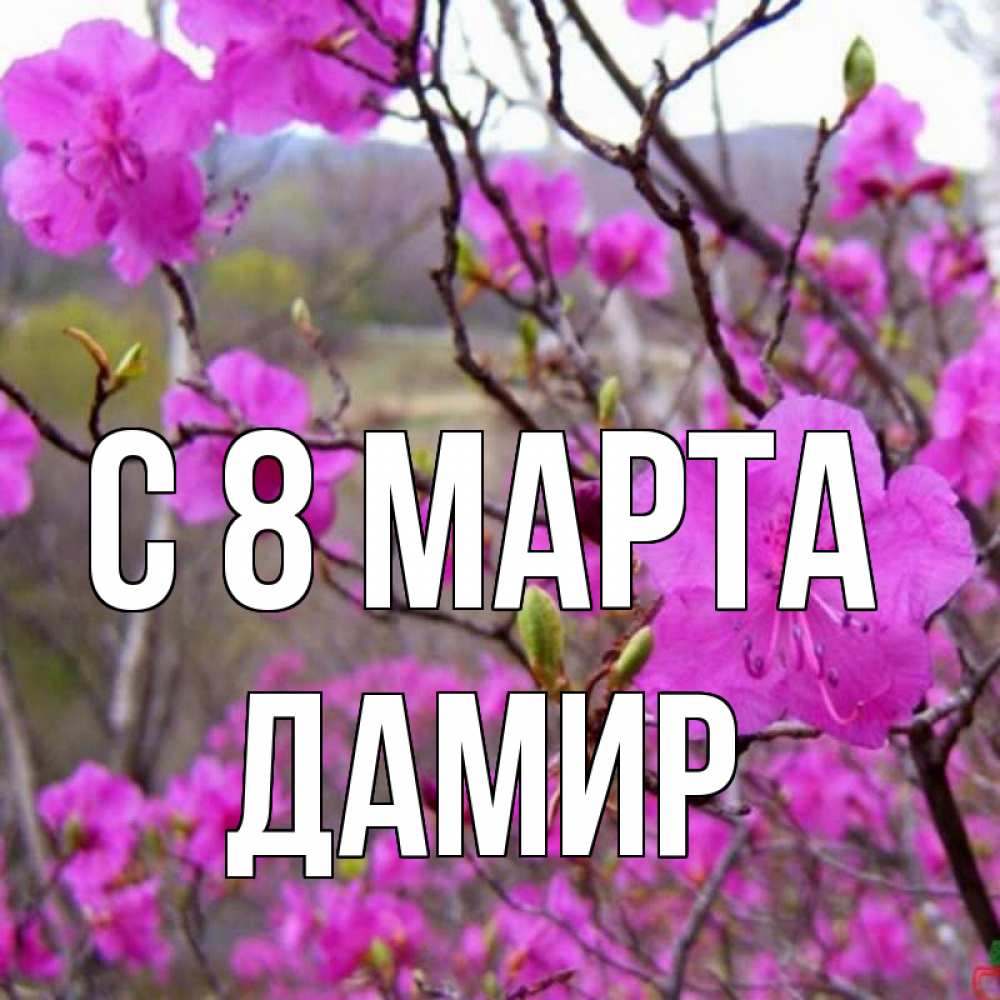 Открытка на каждый день с именем, Дамир С 8 МАРТА международный женский день Прикольная открытка с пожеланием онлайн скачать бесплатно 