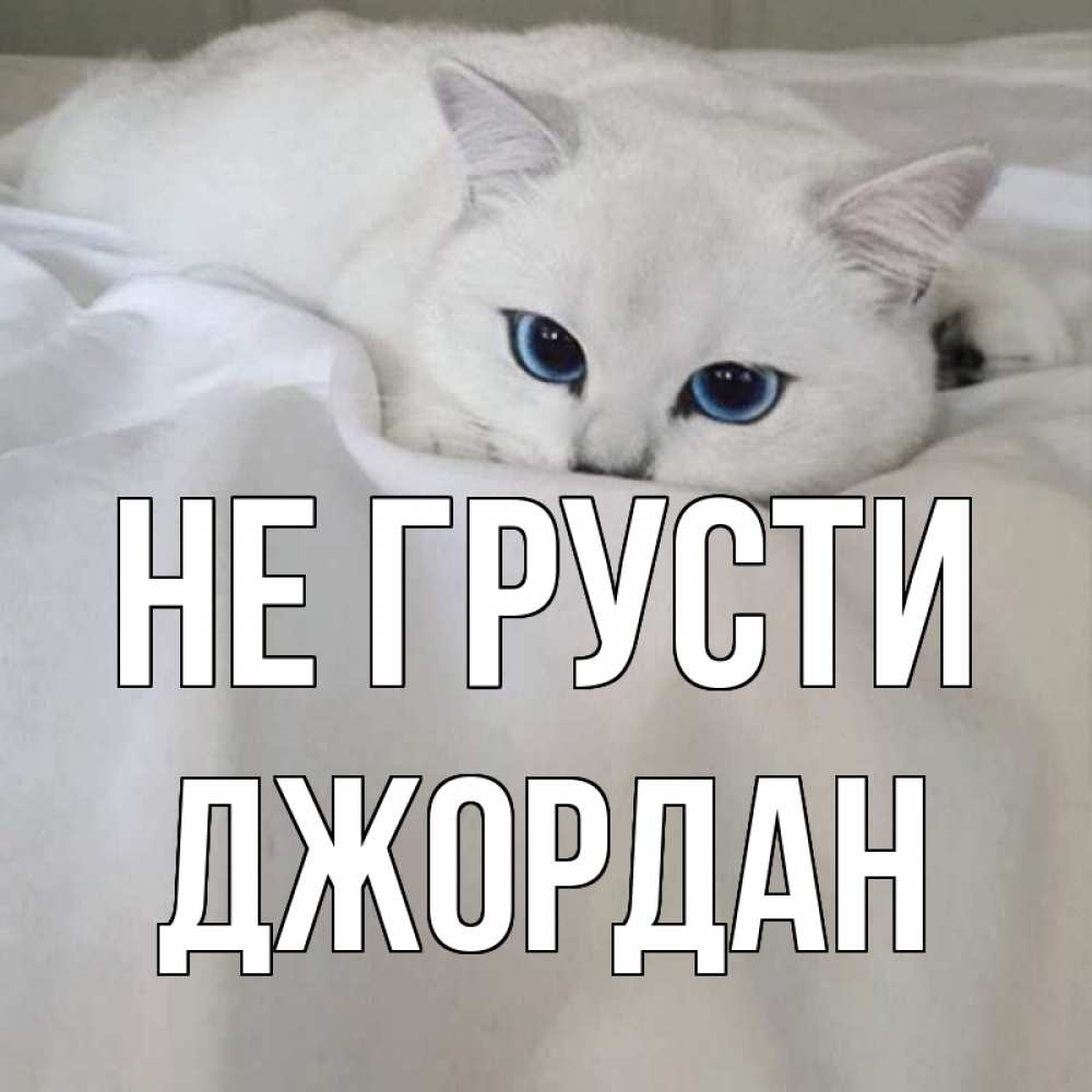 Открытка на каждый день с именем, Джордан Не грусти белый кот с голубыми глазами на белоснежной кровати Прикольная открытка с пожеланием онлайн скачать бесплатно 