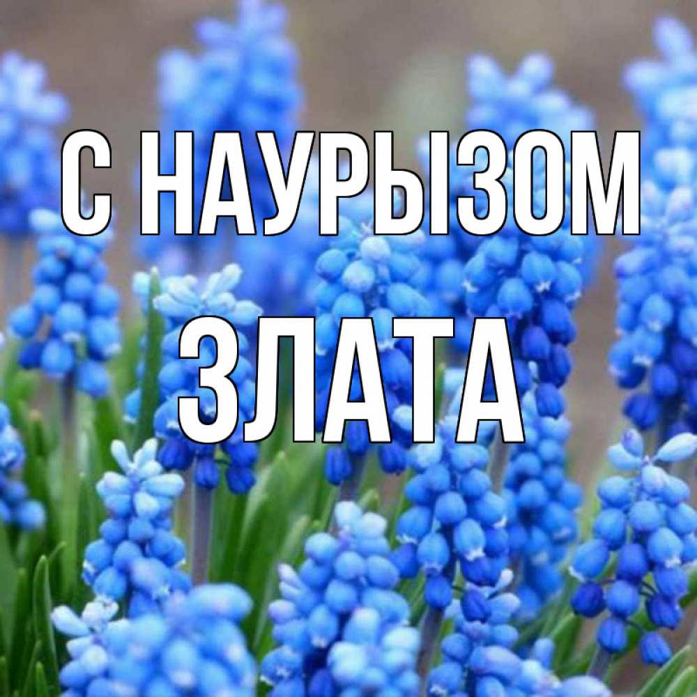 Открытка на каждый день с именем, Злата С наурызом Поздравительная открытка для женщин с цветами на праздничную дату Прикольная открытка с пожеланием онлайн скачать бесплатно 