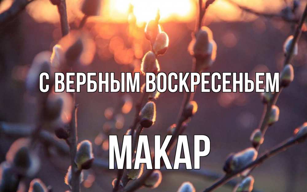 Открытка на каждый день с именем, Макар С вербным воскресеньем верба Прикольная открытка с пожеланием онлайн скачать бесплатно 