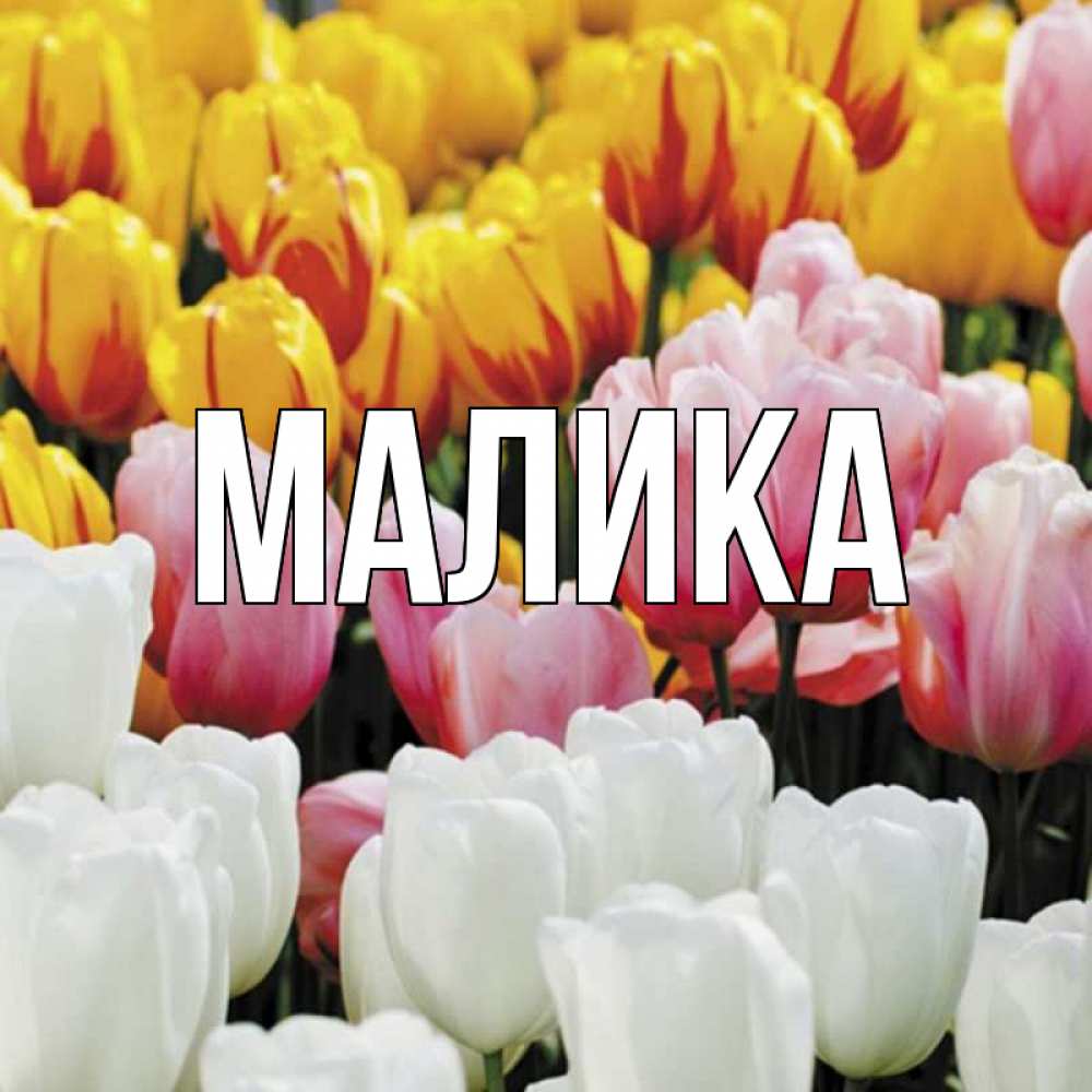 Открытка на каждый день с именем, Малика Главная разноцветные цветы Прикольная открытка с пожеланием онлайн скачать бесплатно 
