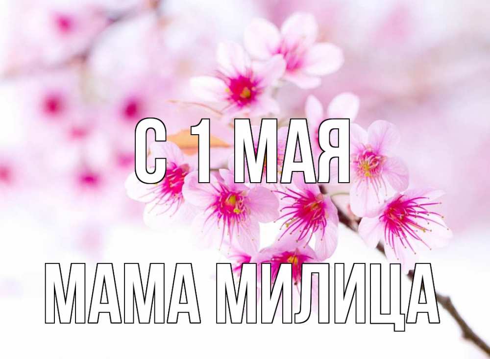 Открытка на каждый день с именем, Мама-Милица С 1 мая С 1 мая 2 Прикольная открытка с пожеланием онлайн скачать бесплатно 