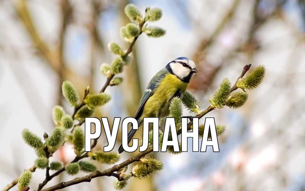 Открытка на каждый день с именем, Руслана Главная верба Прикольная открытка с пожеланием онлайн скачать бесплатно 