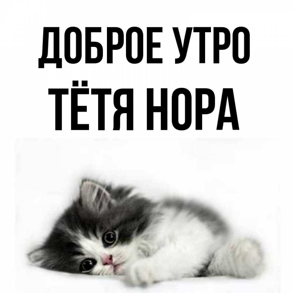 Открытка на каждый день с именем, Тётя-Нора Доброе утро кот лапки Прикольная открытка с пожеланием онлайн скачать бесплатно 