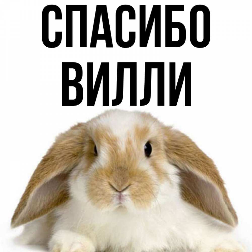 Открытка на каждый день с именем, Вилли Спасибо коричнево белый заяц Прикольная открытка с пожеланием онлайн скачать бесплатно 