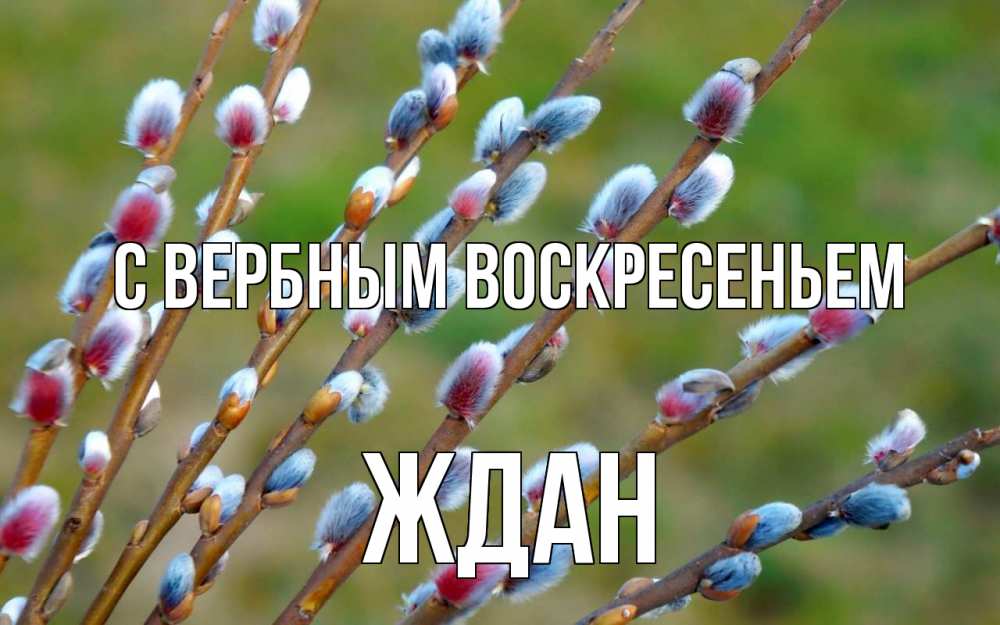 Открытка на каждый день с именем, Ждан С вербным воскресеньем верба Прикольная открытка с пожеланием онлайн скачать бесплатно 