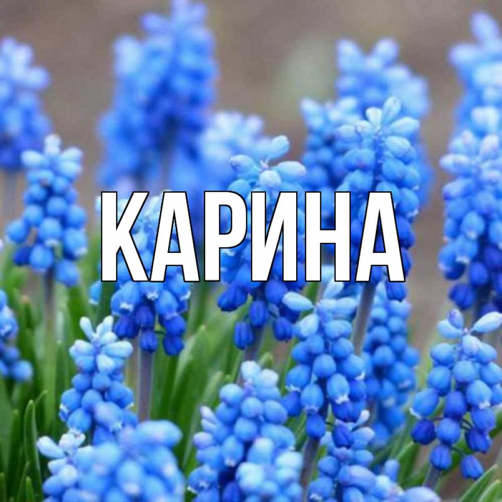 Открытка на каждый день с именем, Карина Главная Поздравительная открытка для женщин с цветами на праздничную дату Прикольная открытка с пожеланием онлайн скачать бесплатно 