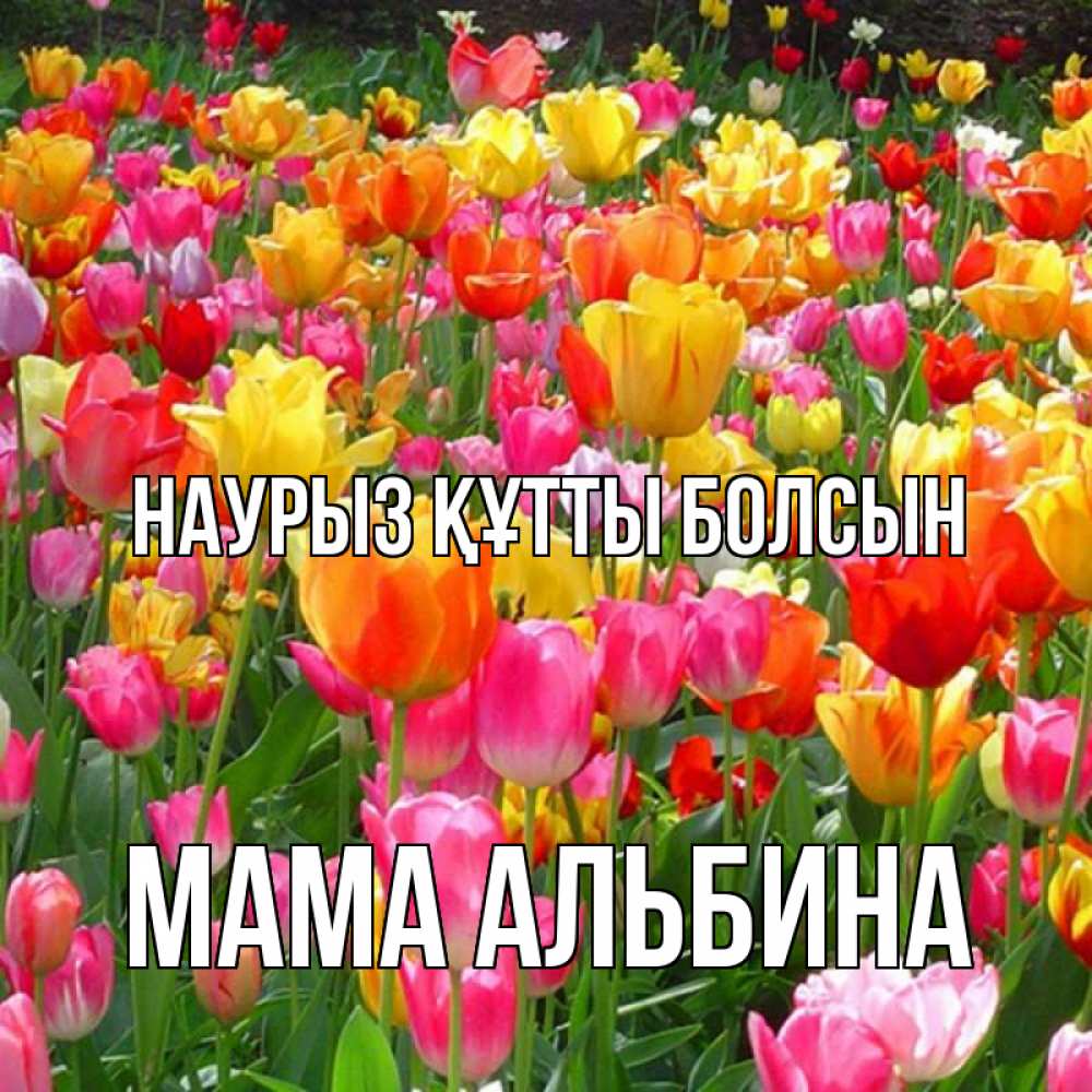 Открытка на каждый день с именем, Мама-Альбина Наурыз құтты болсын на наурыз  ура ура Прикольная открытка с пожеланием онлайн скачать бесплатно 