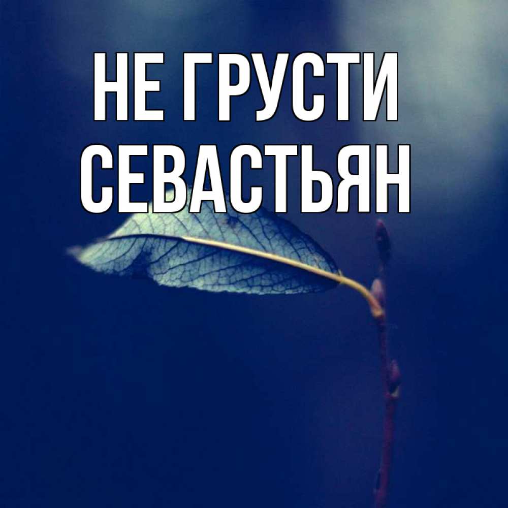 Открытка на каждый день с именем, Севастьян Не грусти растение Прикольная открытка с пожеланием онлайн скачать бесплатно 