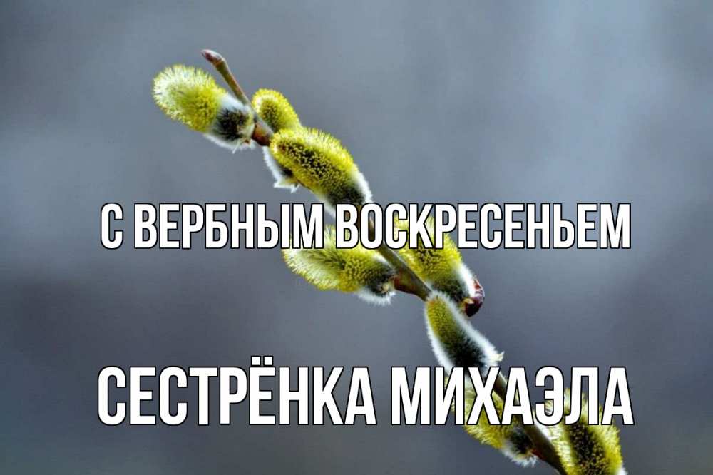 Открытка на каждый день с именем, Сестрёнка-Михаэла С вербным воскресеньем верба Прикольная открытка с пожеланием онлайн скачать бесплатно 