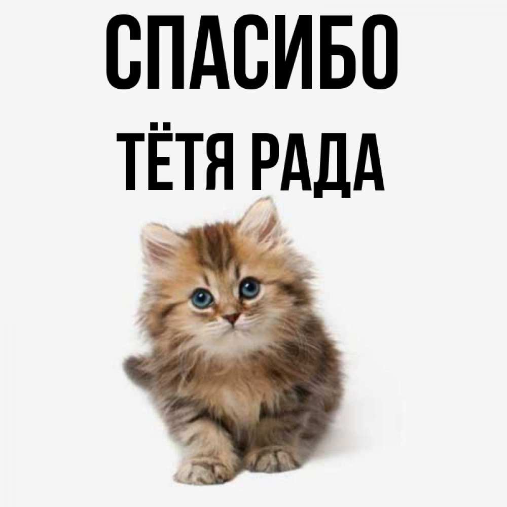 Открытка на каждый день с именем, Тётя-Рада Спасибо пушистый котик Прикольная открытка с пожеланием онлайн скачать бесплатно 
