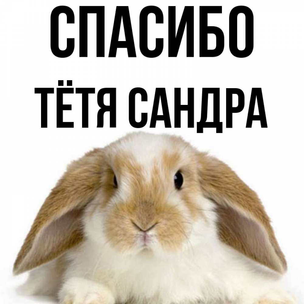 Открытка на каждый день с именем, Тётя-Сандра Спасибо коричнево белый заяц Прикольная открытка с пожеланием онлайн скачать бесплатно 