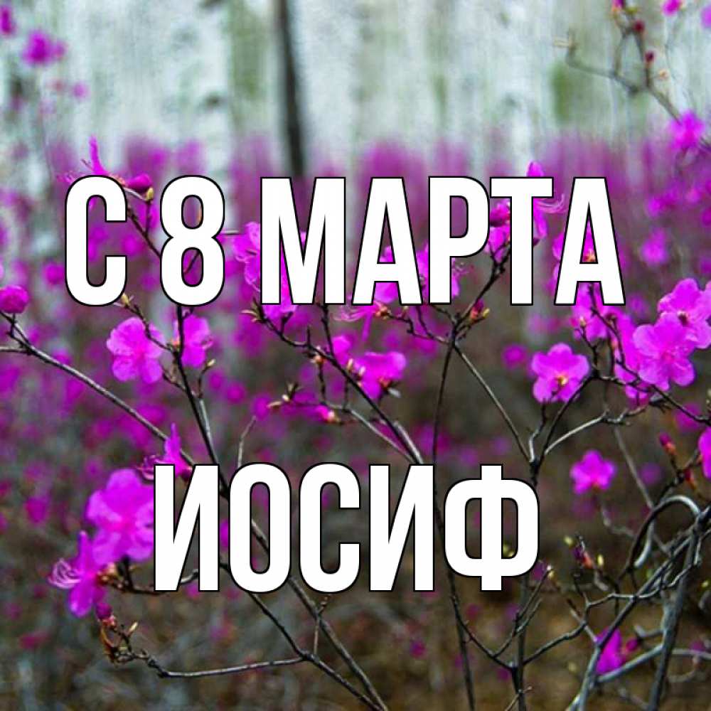 Открытка на каждый день с именем, Иосиф С 8 марта дикие цветы Прикольная открытка с пожеланием онлайн скачать бесплатно 