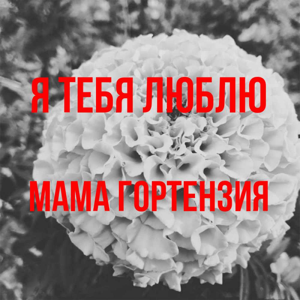 Открытка на каждый день с именем, Мама-Гортензия Я тебя люблю подпись Прикольная открытка с пожеланием онлайн скачать бесплатно 