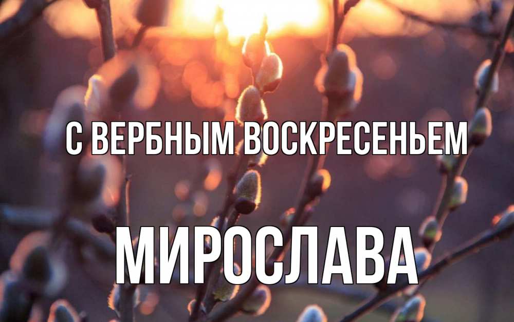 Открытка на каждый день с именем, Мирослава С вербным воскресеньем верба Прикольная открытка с пожеланием онлайн скачать бесплатно 
