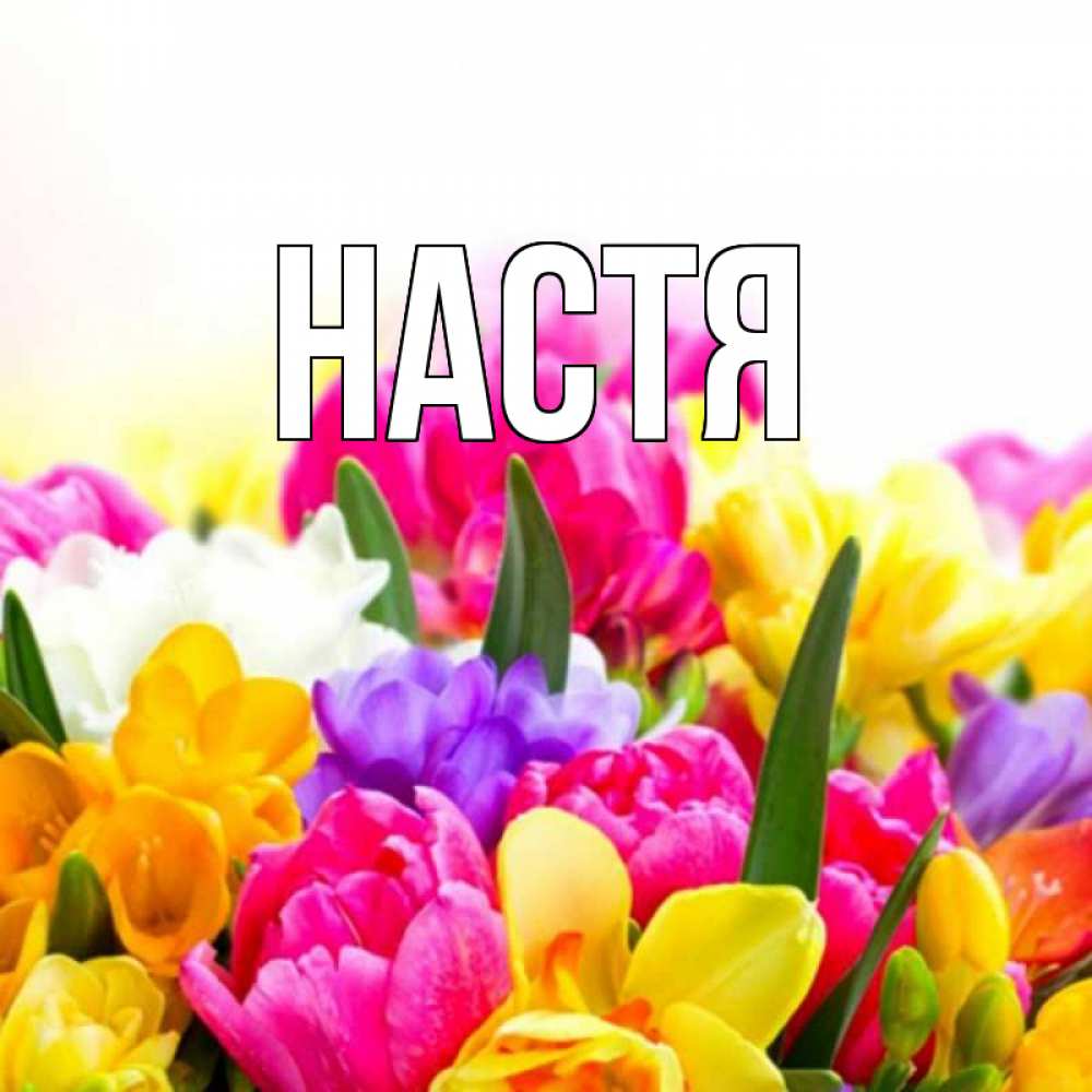 Открытка на каждый день с именем, Настя Главная тюльпаны Прикольная открытка с пожеланием онлайн скачать бесплатно 