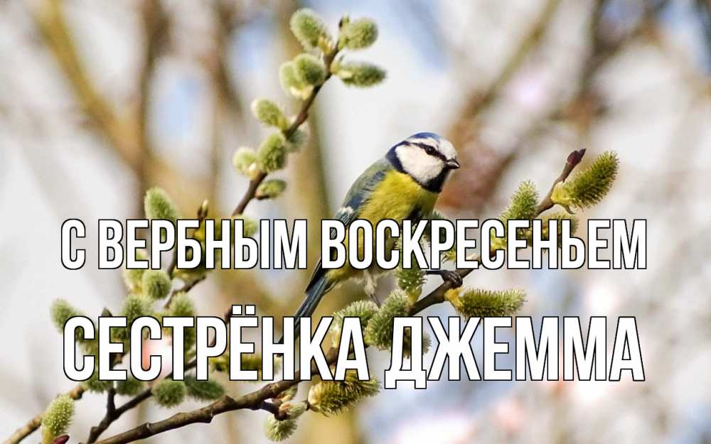 Открытка на каждый день с именем, Сестрёнка-Джемма С вербным воскресеньем верба Прикольная открытка с пожеланием онлайн скачать бесплатно 