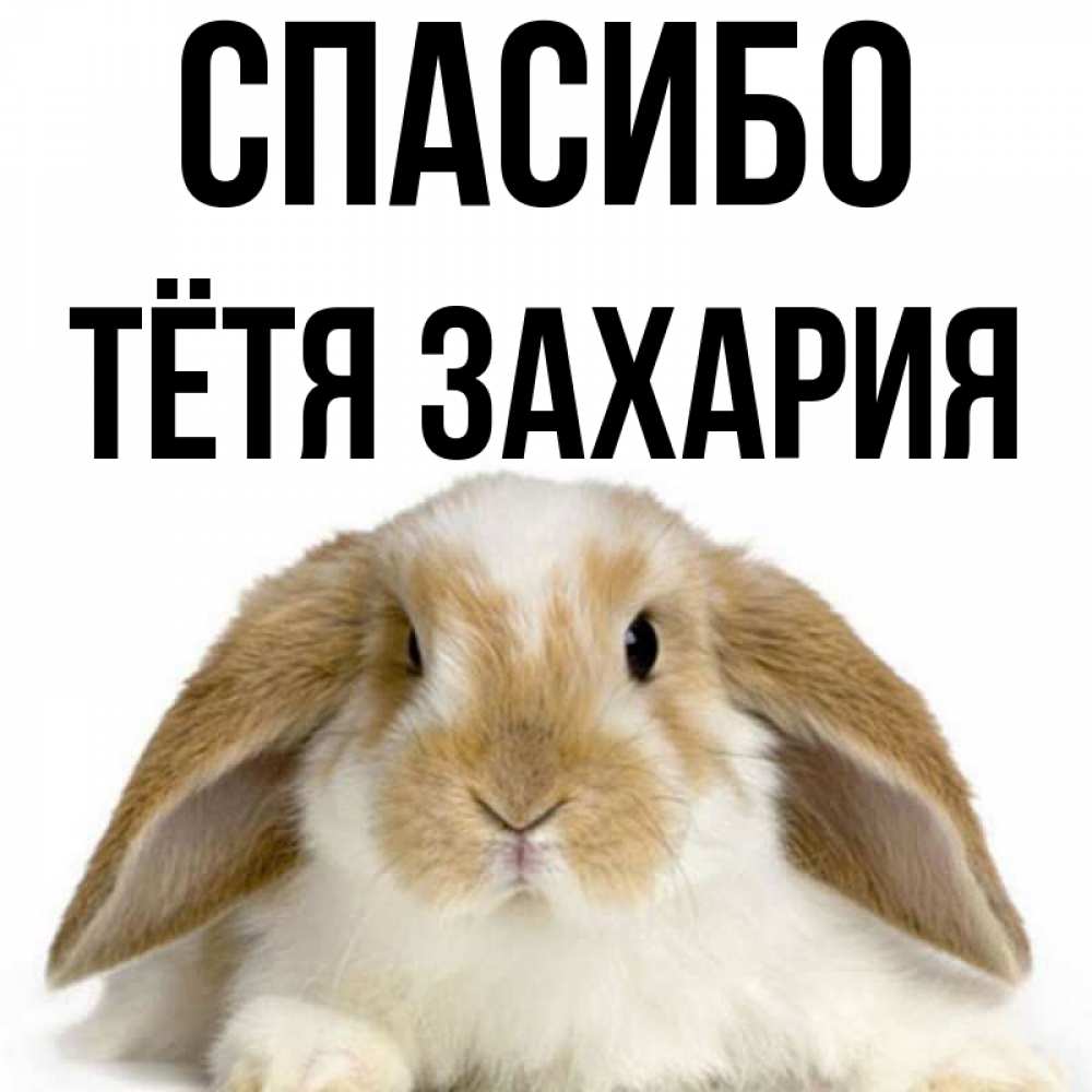 Открытка на каждый день с именем, Тётя-Захария Спасибо коричнево белый заяц Прикольная открытка с пожеланием онлайн скачать бесплатно 
