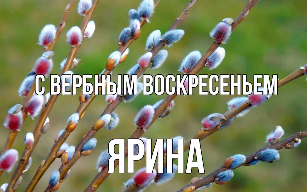 Открытка на каждый день с именем, Ярина С вербным воскресеньем верба Прикольная открытка с пожеланием онлайн скачать бесплатно 