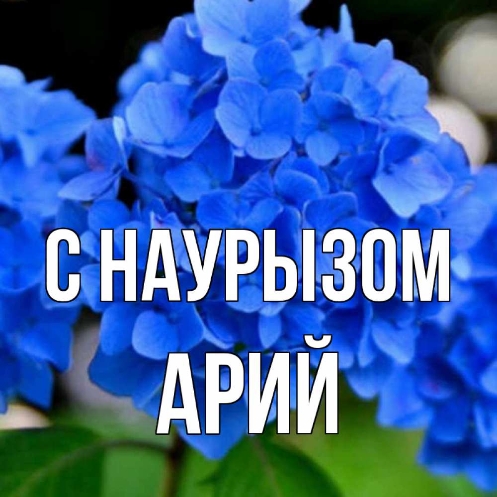 Открытка на каждый день с именем, Арий С наурызом синие цветы Прикольная открытка с пожеланием онлайн скачать бесплатно 
