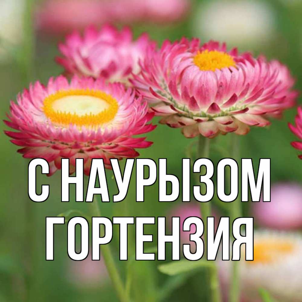 Открытка на каждый день с именем, Гортензия С наурызом подарок на международный женский день Прикольная открытка с пожеланием онлайн скачать бесплатно 