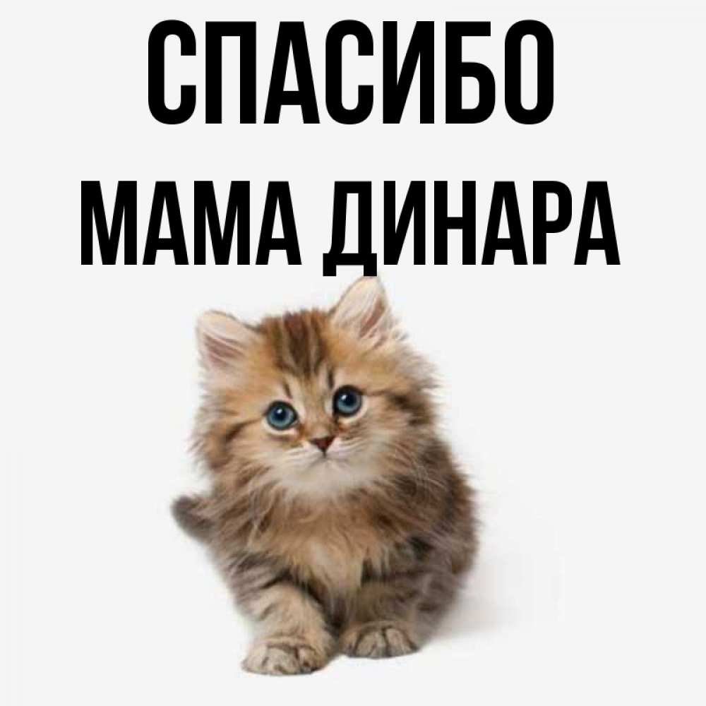 Открытка на каждый день с именем, Мама-Динара Спасибо пушистый котик Прикольная открытка с пожеланием онлайн скачать бесплатно 