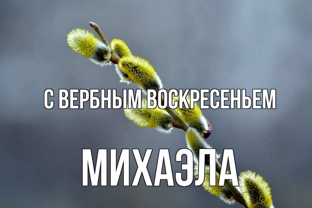Открытка на каждый день с именем, Михаэла С вербным воскресеньем верба Прикольная открытка с пожеланием онлайн скачать бесплатно 