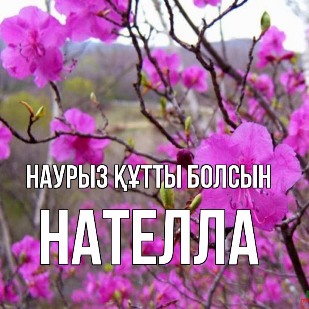 Открытка на каждый день с именем, Нателла Наурыз құтты болсын наурыз мейрамы кутты болсын Прикольная открытка с пожеланием онлайн скачать бесплатно 