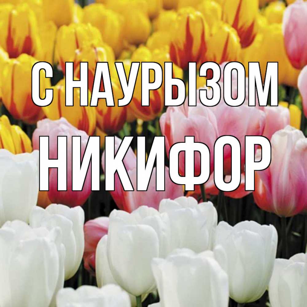 Открытка на каждый день с именем, Никифор С наурызом разноцветные цветы Прикольная открытка с пожеланием онлайн скачать бесплатно 