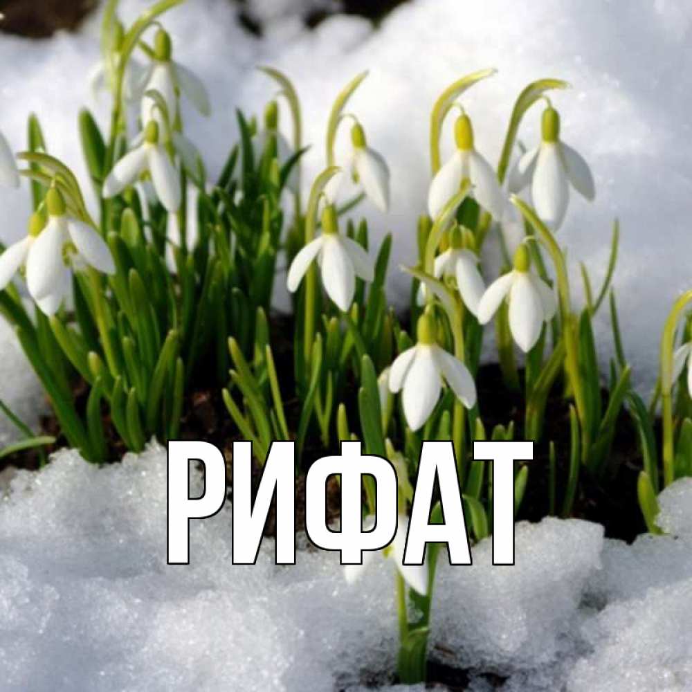 Открытка на каждый день с именем, Рифат Главная цветы весенние Прикольная открытка с пожеланием онлайн скачать бесплатно 