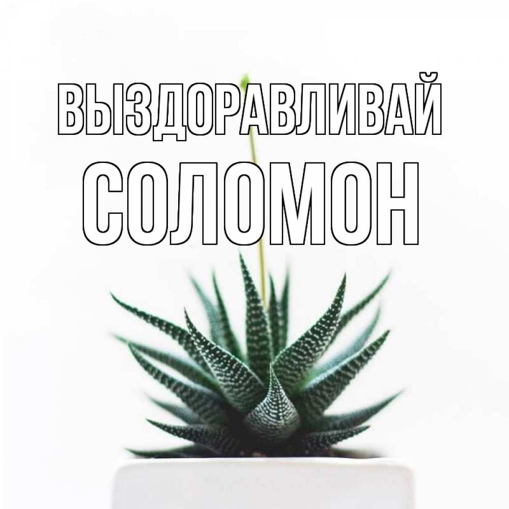 Открытка на каждый день с именем, Соломон Выздоравливай короче это непонятная колючка Прикольная открытка с пожеланием онлайн скачать бесплатно 